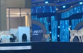 Perro en pasarela de Miss Universe Colombia.