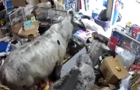 Dos vacas en el local comercial.