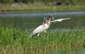 En Suan habrá una actividad de apropiación del conocimiento de las comunidades ribereñas del río Magdalena.