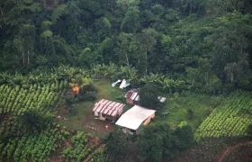 Imagen referencial de cultivos ilícitos.  