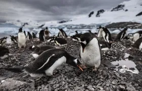 Fotografía cedida por el fotógrafo, realizador y escritor John Weller de unos pinguinos en la Antártida