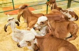 La feria inició el miércoles.