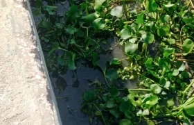 Fue encontrado en la Vía 40 con carrera 79. 