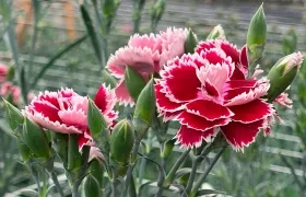 Algunos de los claveles que serán exportados por Colombia. 