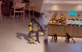 Momentos en los monos roban los bananos. 