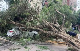 Árbol caído encima de vehículos en la calle 79 con carrera 52. 