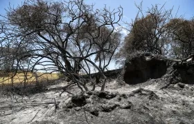 Zona afectada por los incendios.