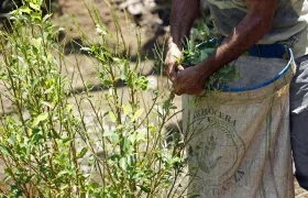 Recolección de coca.