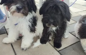 El evento será de 2:00 hasta las 9:00 p.m.