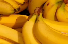 Exportación de banano creció 48,6%.