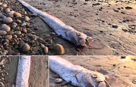 Fotografía del pez remo hallado. 