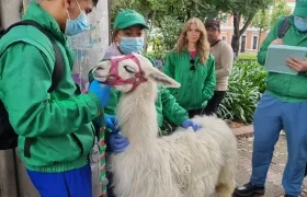 Imágenes del rescate de Luna. 