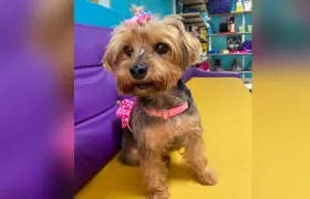 'Pola', perrita de 10 años, se perdió en Los Almendros. 