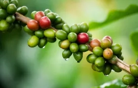 Imagen de referencia.