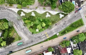 Panorámica de árboles sembrados en Barranquilla.