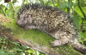 'Coendou vossi', nueva especie.