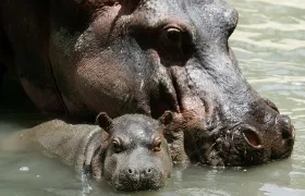 Hipopótamos en zoológico de Medellín.