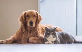 Las mascotas son parte fundamental de las familias. 