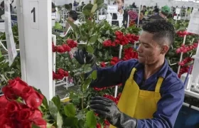 Personas empacando flores en Bogotá para ser exportadas.