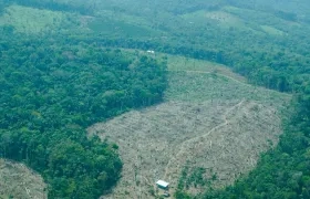 En 2024 aumentó en 35% la deforestación frente al año anterior.