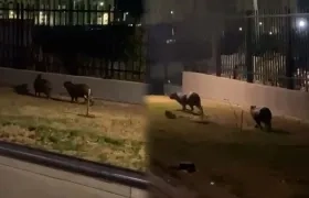 Chigüiros avistados en un conjunto de Alameda del Río. 