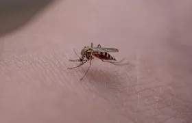 El virus de la fiebre amarilla es desatado por el mosquito hembra llamado Aedes Aegypti. 