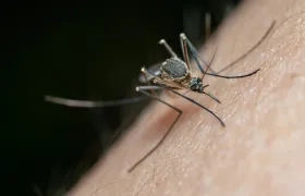 El mosquito es el principal transmisor de la enfermedad. 