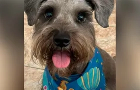  'Chloe', una mascota schnauzer de unos 3 años y medio. 