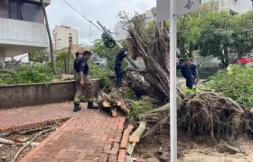 Frondoso árbol cayó sobre dos vehículos 