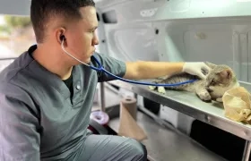 Médico veterinario mientras atiende a un animalito. 