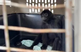  Mono araña rescatado en Medellín. 