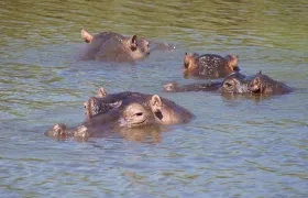 Hipopótamos. 