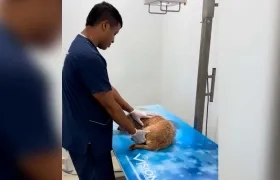 Durante el 2025, el centro ha brindado atención a 7.404 casos.