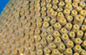 Ecosistema marino en Colombia.