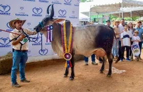 Atlántico, invitado especial en la Feria de la Ganadería de Montería.