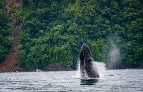 Visitar el Pacífico para ver las ballenas siempre será un destino imperdible. 