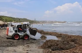 Con maquinaria se realiza el proceso de recolección.