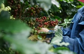 Colombia exportó en 2024 a Estados Unidos 1.508 millones de dólares en café.