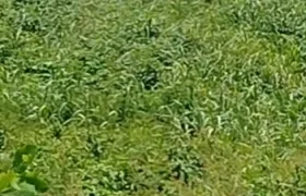 Hallazgo de cuerpo sin vida. 