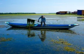 Se trata de una especie exótica invasora conocida como 'Hydrilla', la cual es proveniente de la India.