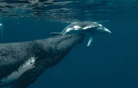 ​Colombia e​s un país privilegiado por ser paso y refugio de cetáceos, como la ballena yubarta.