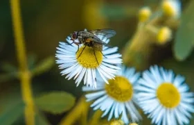 Nuevas especies de sírfidos (moscas de las flores).