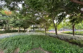 Parque Espejo en Villa Carolina intervenido.