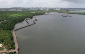 La jornada de siembra se llevará a cabo en la ciénaga de Mallorquín. 