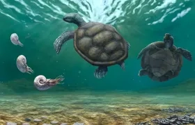 Craspedochelys renzi