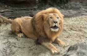 León en el Zoológico de Barranquilla.