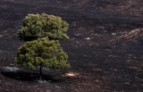 El incendio arrasó hectáreas.