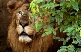 Es un león macho de tres años, nacido en el Bioparque Wakatá (Cundinamarca). 