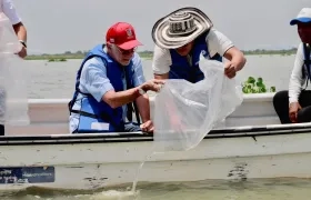 Siembra de alevinos de bocachico.