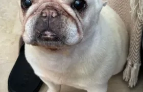 Mía, bulldog francés.